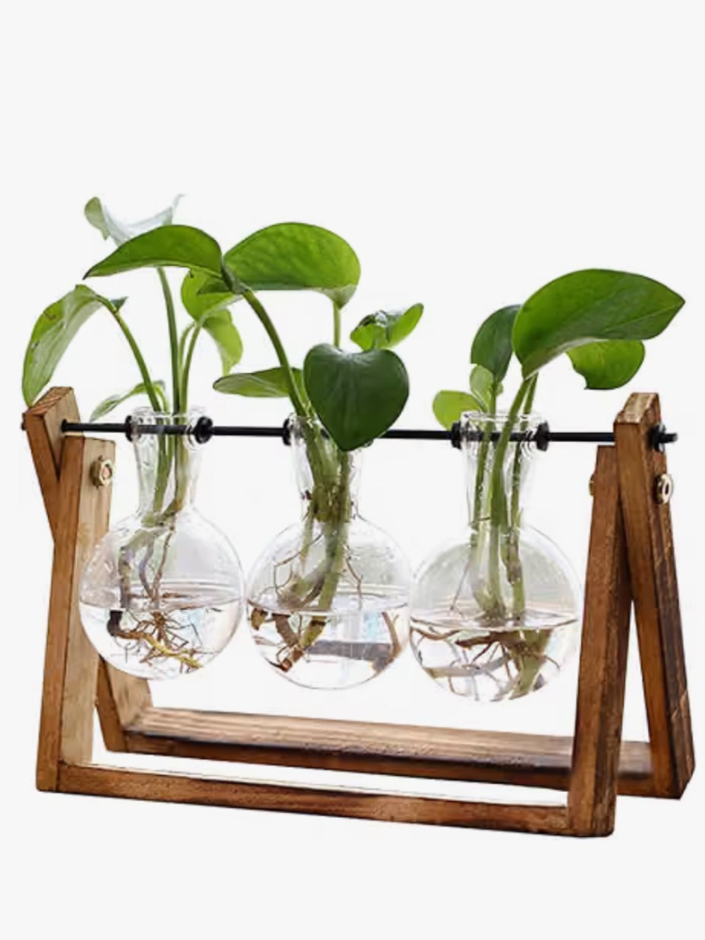 Wood Frame Glass Bulb Propagation Station - Clear/Green
